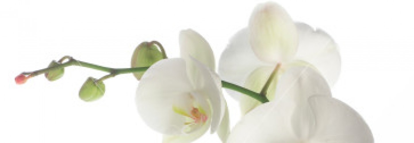 cropped-istockphoto_2201785-white-orchid.jpg