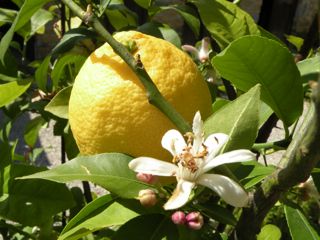 Lemon-Italy